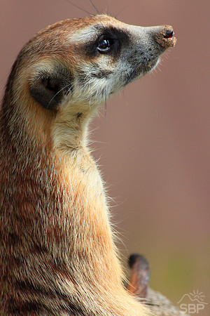 Meerkat Worrier