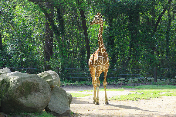 Giraffe