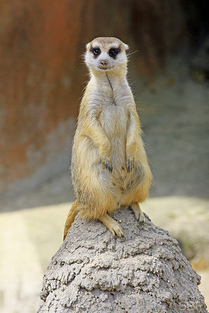 Meerkat
