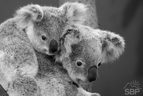 Koala Bear and Cub