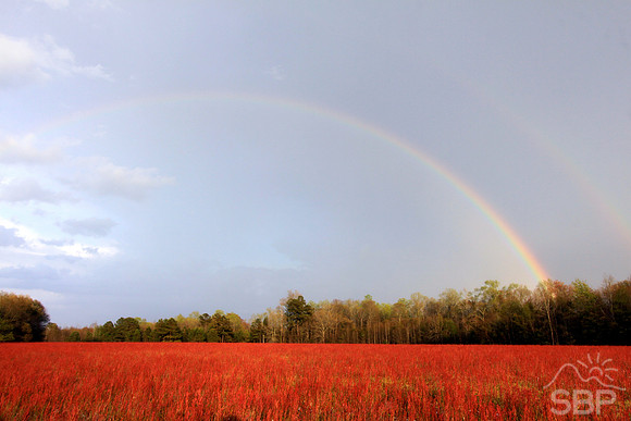 Field of Hope