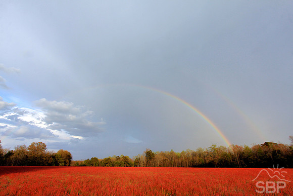 God's Promise