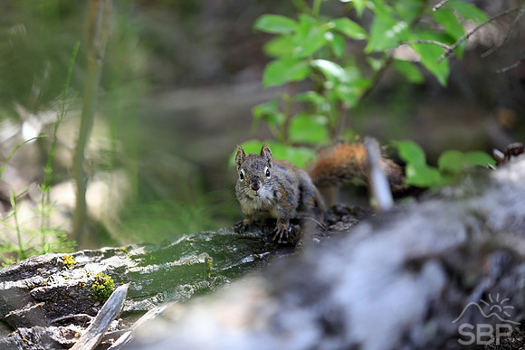 Squirrel in the Canadian Rockies
