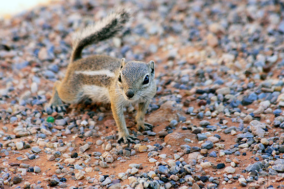 Curious Chipmunk