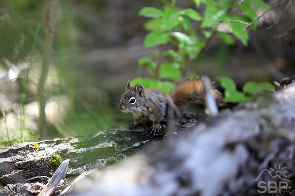 Squirrel in the Canadian Rockies