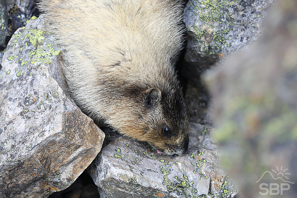 Marmot in the Canadian Rockies