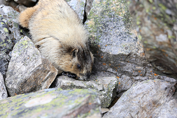 Marmot in the Canadian Rockies