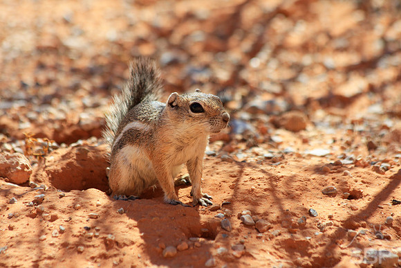 Chipmunk, Valley of Fire