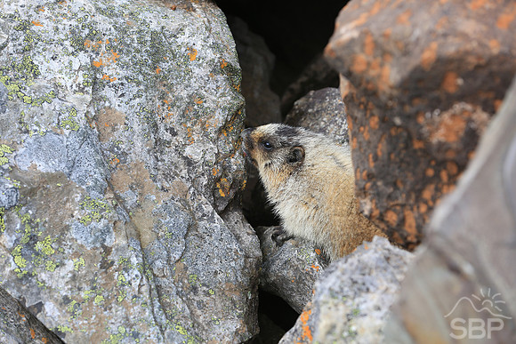Marmot in the Canadian Rockies
