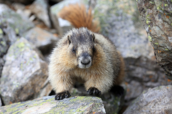 Marmot in the Canadian Rockies