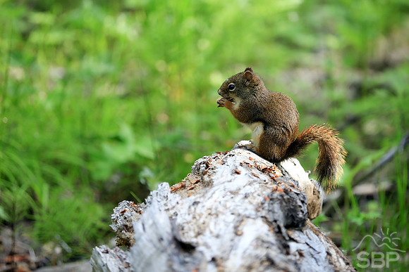 Squirrel in the Canadian Rockies