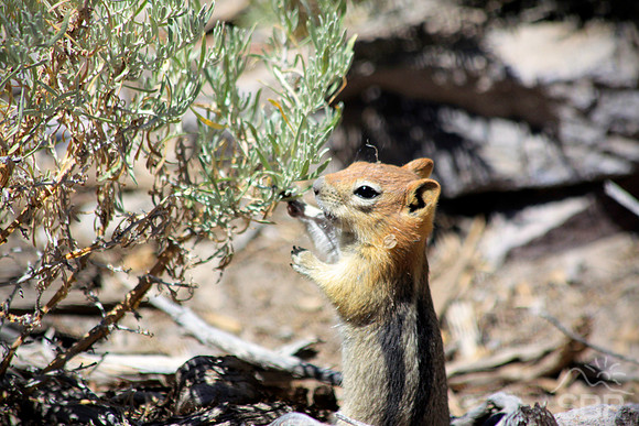 Chipmunk