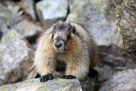 Marmot in the Canadian Rockies