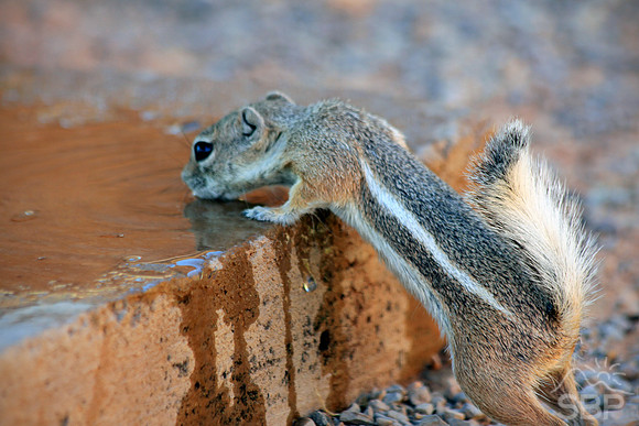 Thirsty Munk