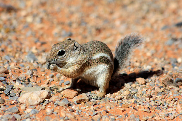 Munchin' Chipmunk