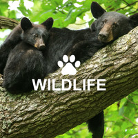 Wildlife
