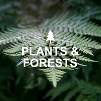 Plants & Forests