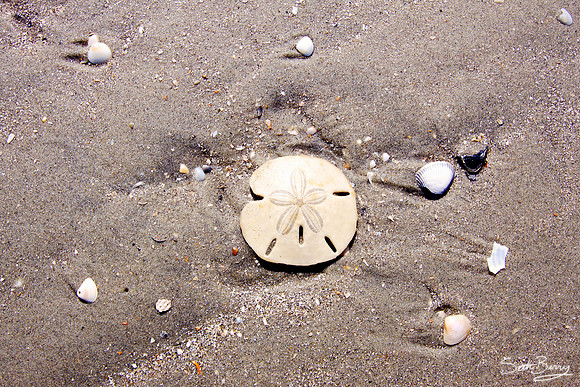 Sand Dollar in the Sand