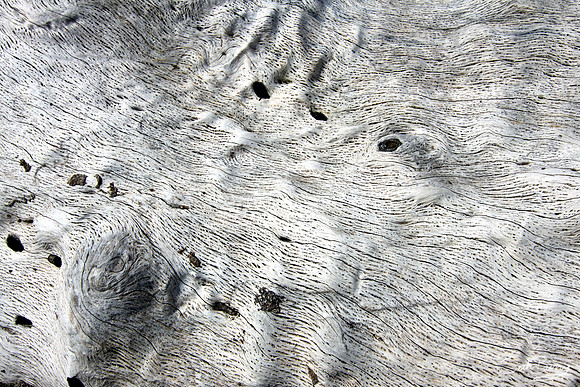 Driftwood Texture