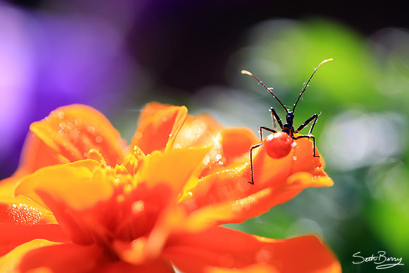 Assassin Bug on a Marigold