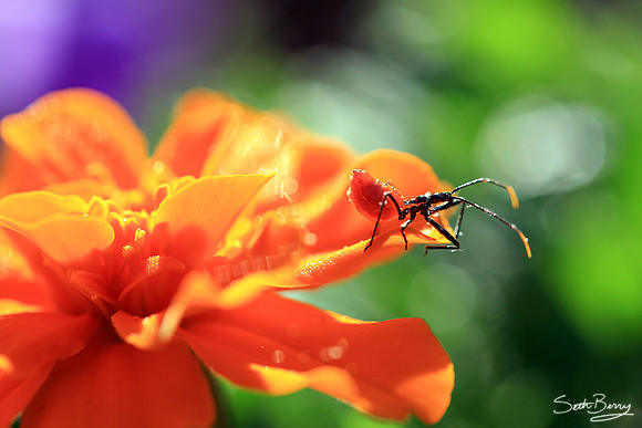 Assassin Bug on a Marigold