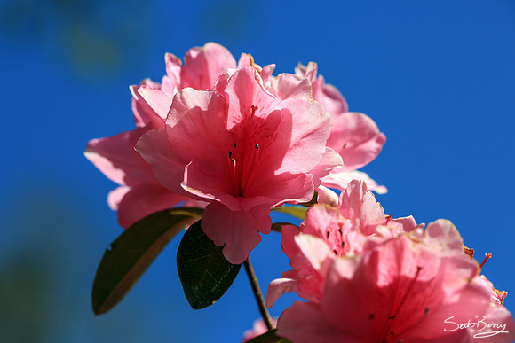 Pink Azaleas