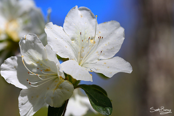 White Azaleas