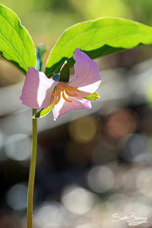 Bashful Wild Trillium