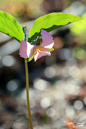 Bashful Wild Trillium
