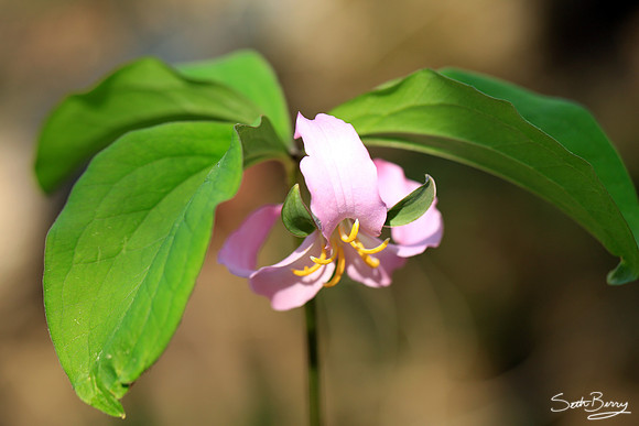 Bashful Wild Trillium
