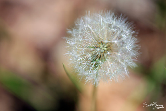 A Dandy Dandelion