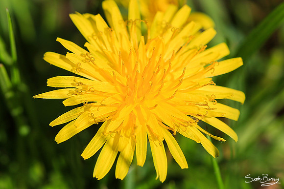 Yellow Dandelion