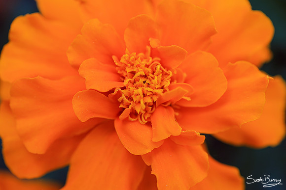 Marigold