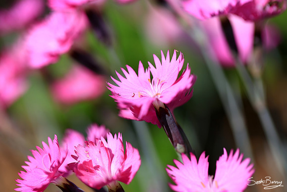 Dianthus