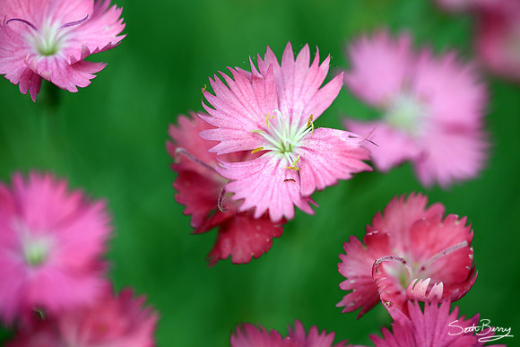 Dianthus