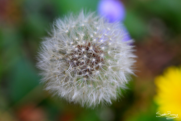 A Dandy Dandelion