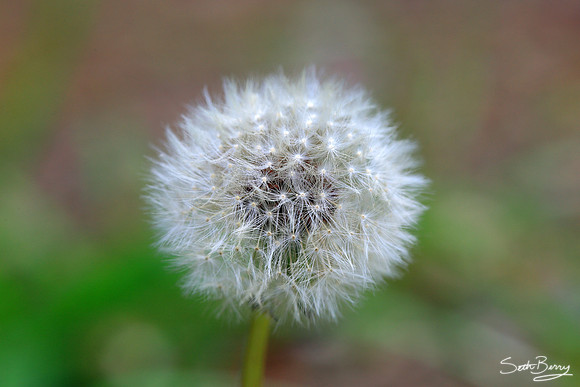 A Dandy Dandelion