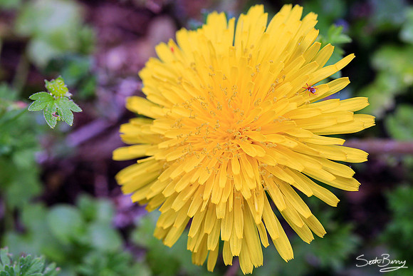 Dandelion and a Red Bug