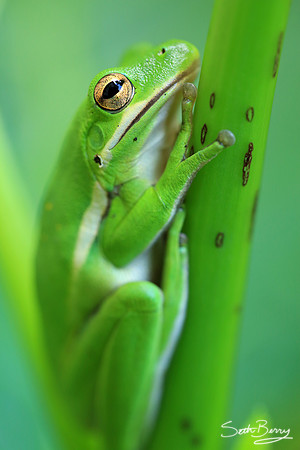 Tree Frog Macro