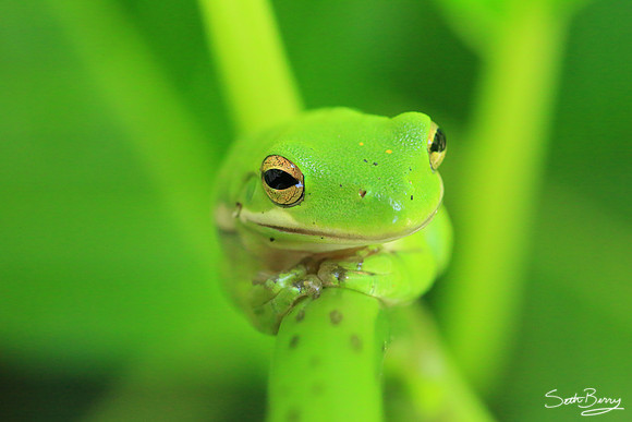 Tree Frog Macro