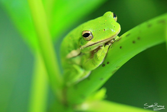 Tree Frog Macro
