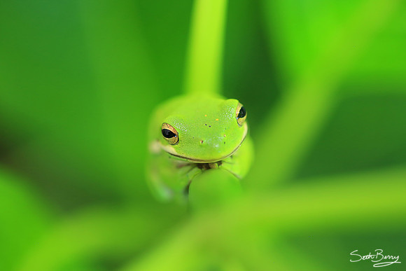 Tree Frog Macro