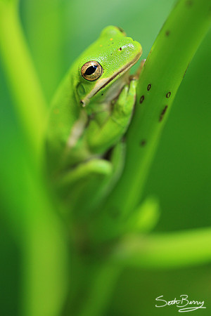 Tree Frog Macro