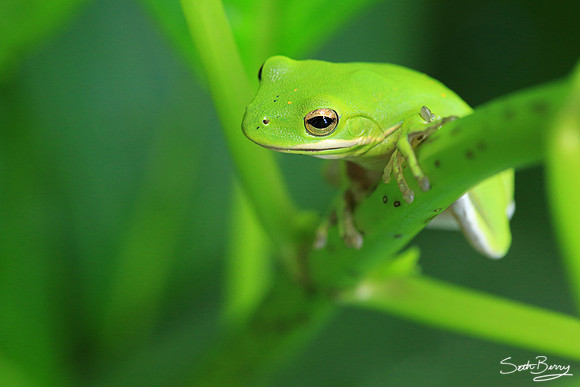 Tree Frog Macro