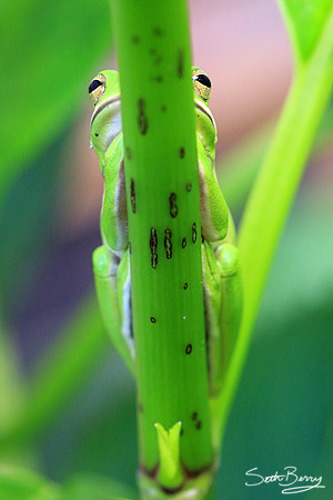 Tree Frog Macro