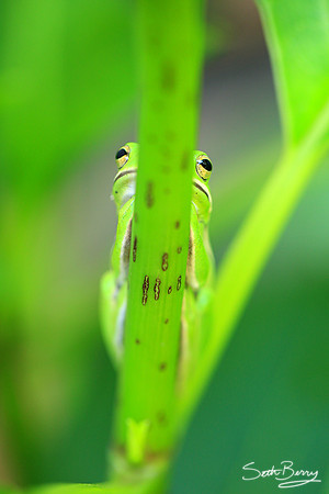 Tree Frog Macro
