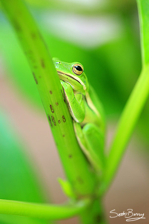 Tree Frog Macro