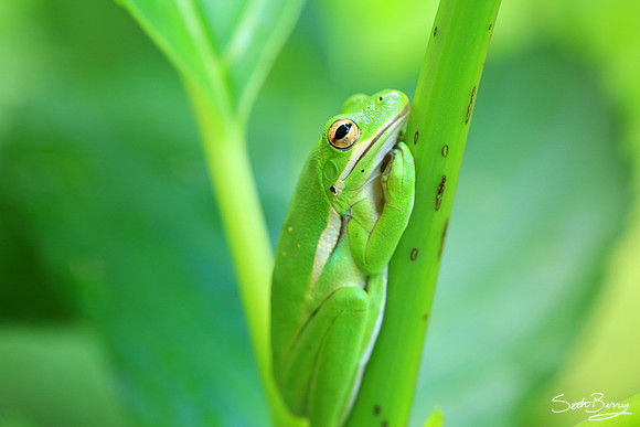 Tree Frog Macro