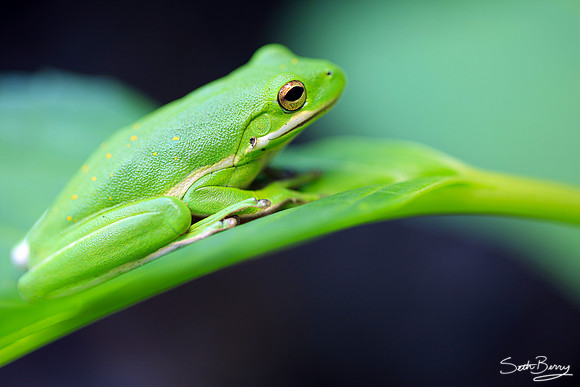Tree Frog Macro