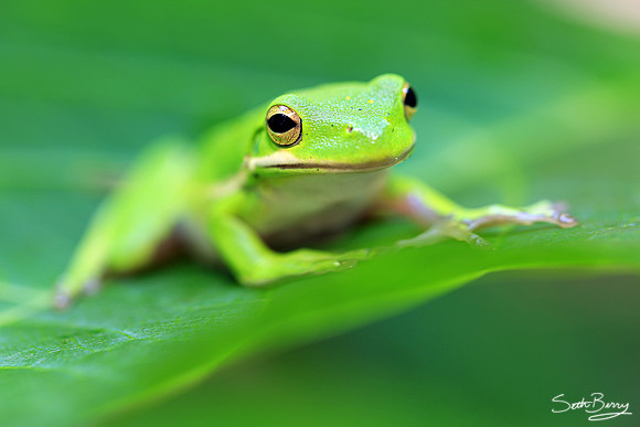 Tree Frog Macro